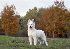cachorro pastor blanco suizo criadero