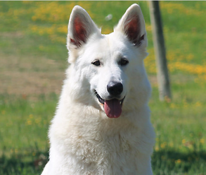 criadero pastor blanco suizo cachorros