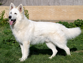 criadero pastor blanco suizo cachorros